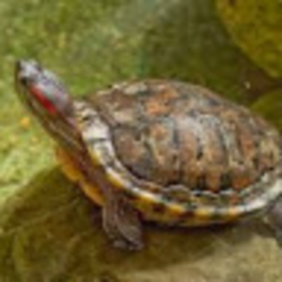 Meet your Posher, Alexs - Picture 1 of 1